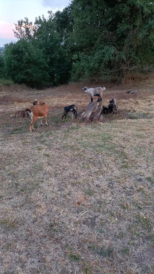 Lodge Royal Quercy Monclar-de-Quercy Esterno foto